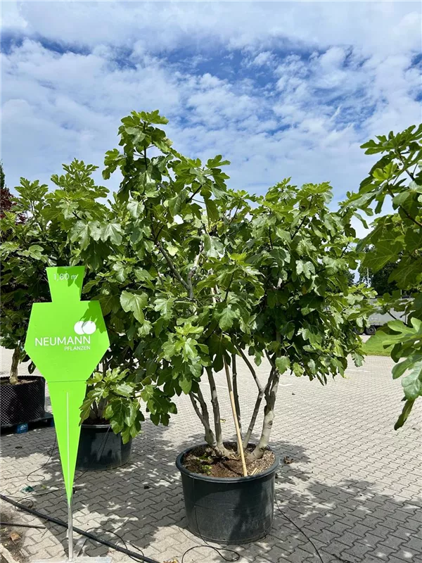 Ficus carica i.S. CAC