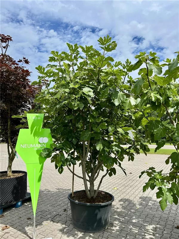 Ficus carica i.S. CAC