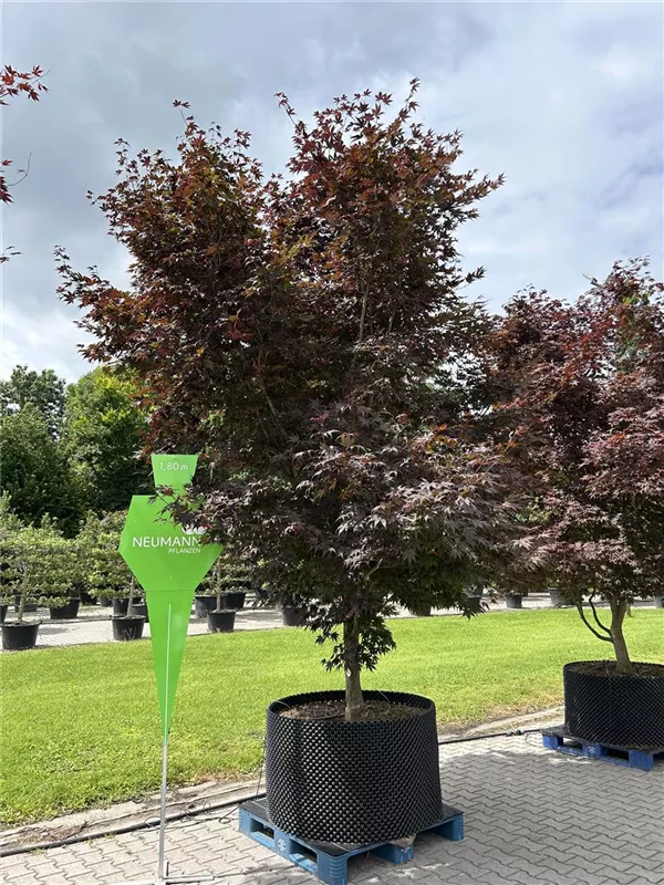 Acer palmatum 'Bloodgood'