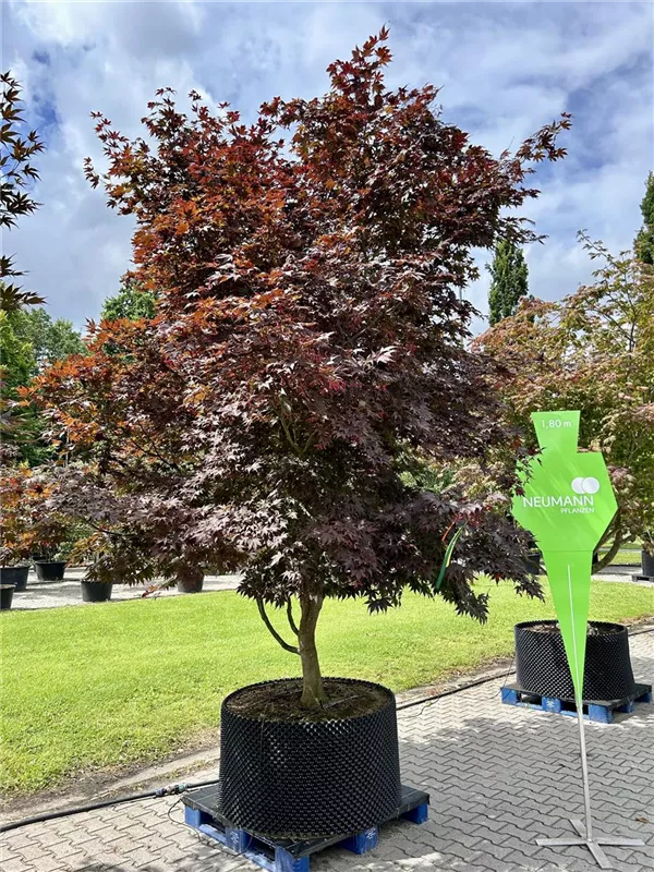 Acer palmatum 'Bloodgood'