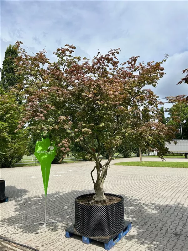 Acer japonicum 'Aconitifolium'