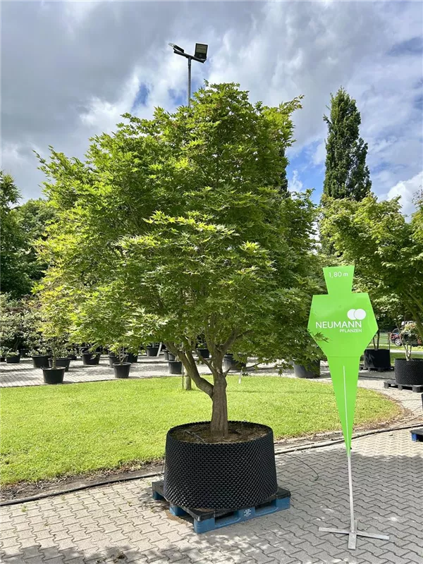 Acer palmatum