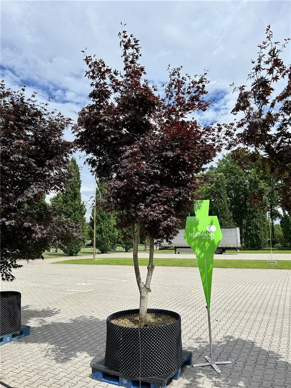 Acer palmatum 'Bloodgood'