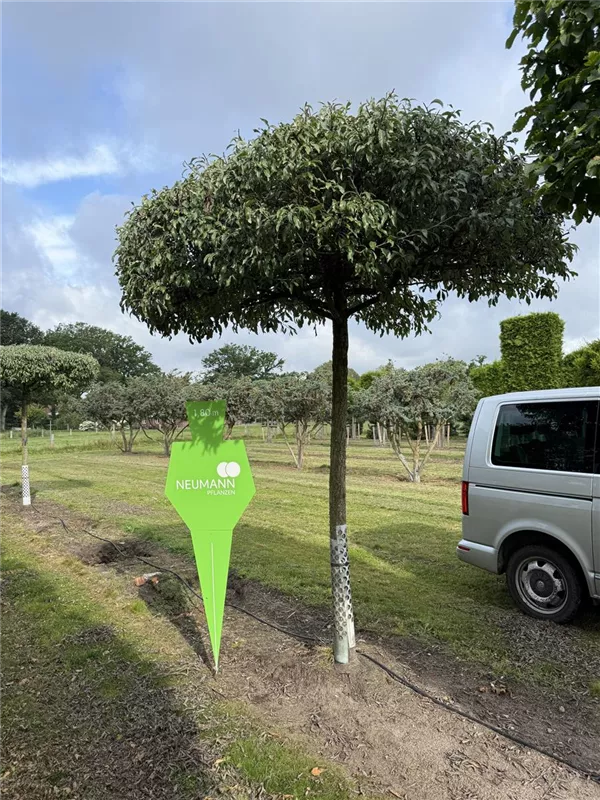 Pyrus elaeagrifolia 'Silver Sail'