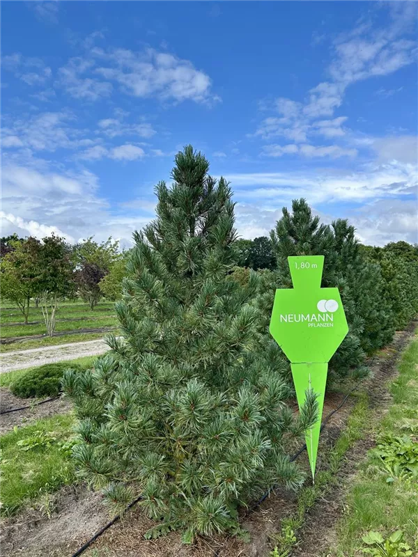 Pinus cembra
