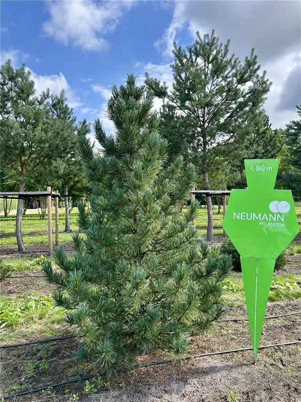 Pinus cembra