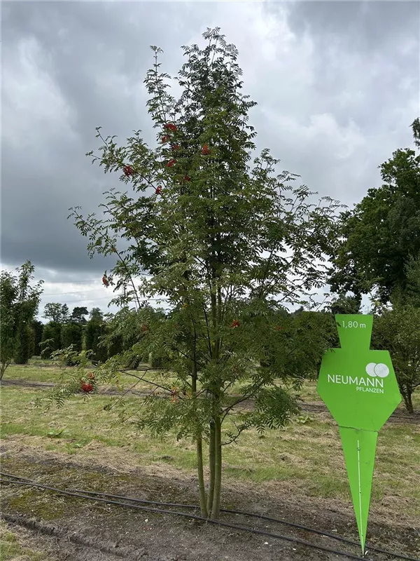 Sorbus aucuparia