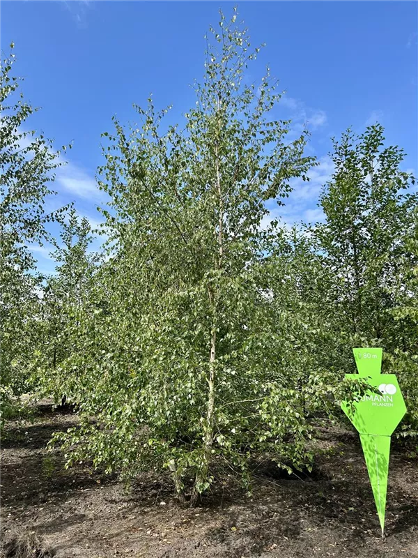 Betula pendula