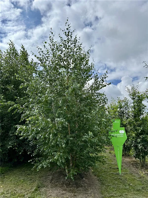 Betula pendula