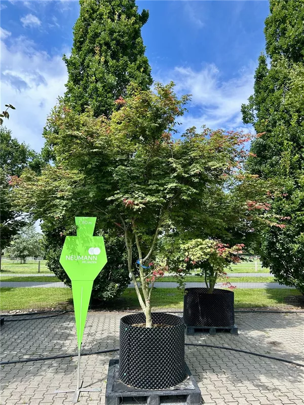 Acer palmatum 'Deshojo'