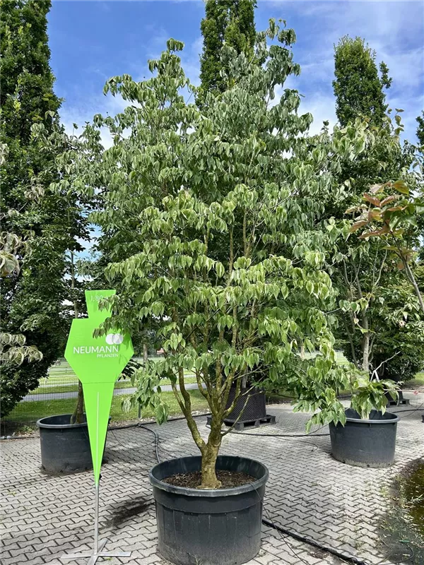 Cornus kousa chinensis