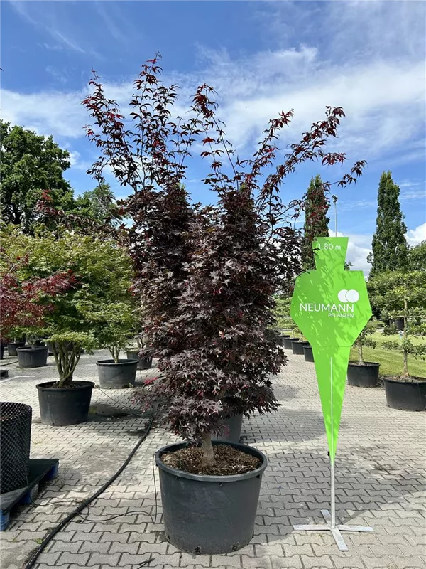 Acer palmatum 'Bloodgood'