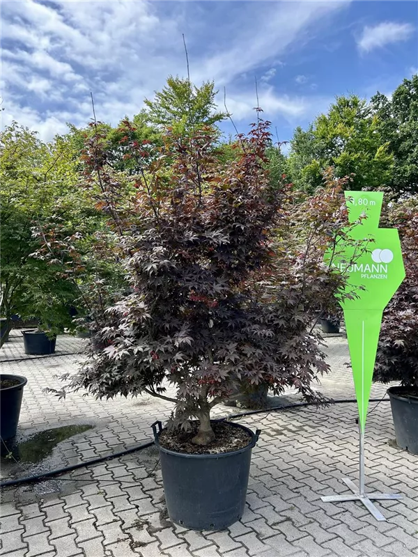 Acer palmatum 'Bloodgood'