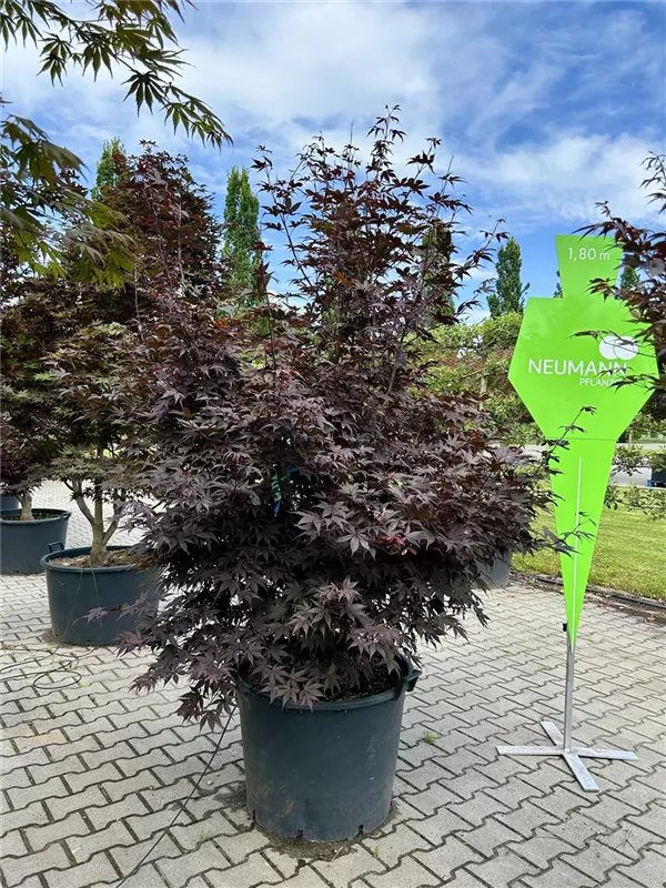 Acer palmatum 'Bloodgood'