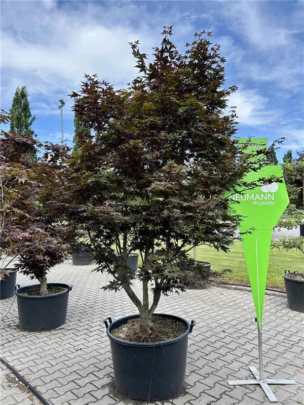 Acer palmatum 'O-kagami'