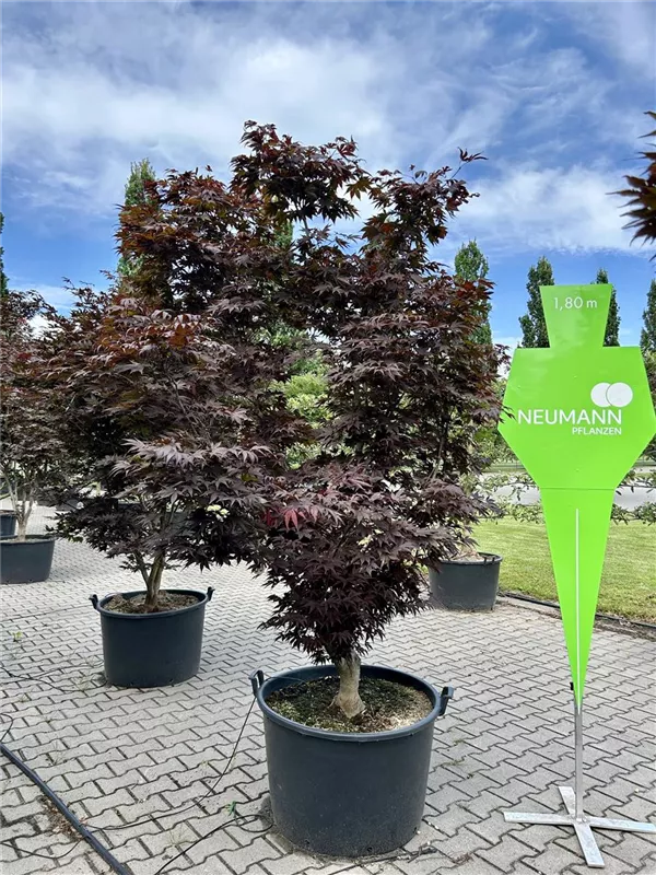 Acer palmatum 'Atropurpureum'