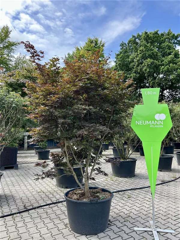 Acer palmatum 'O-kagami'