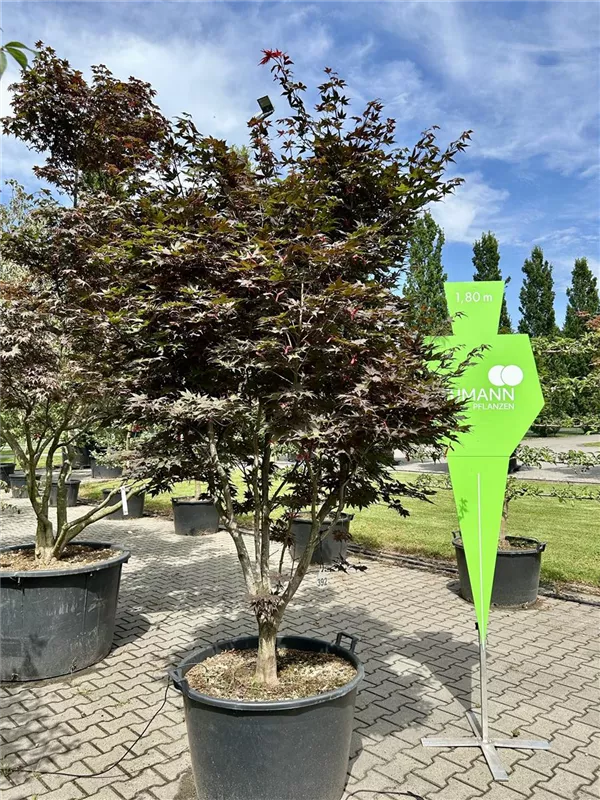 Acer palmatum 'O-kagami'