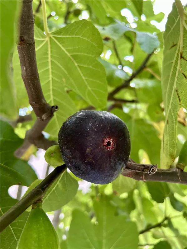 Ficus carica i.S. CAC