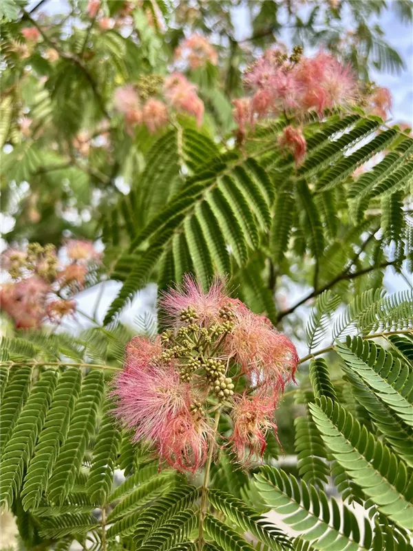 Albizia julibrissin