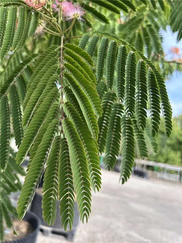 Albizia julibrissin