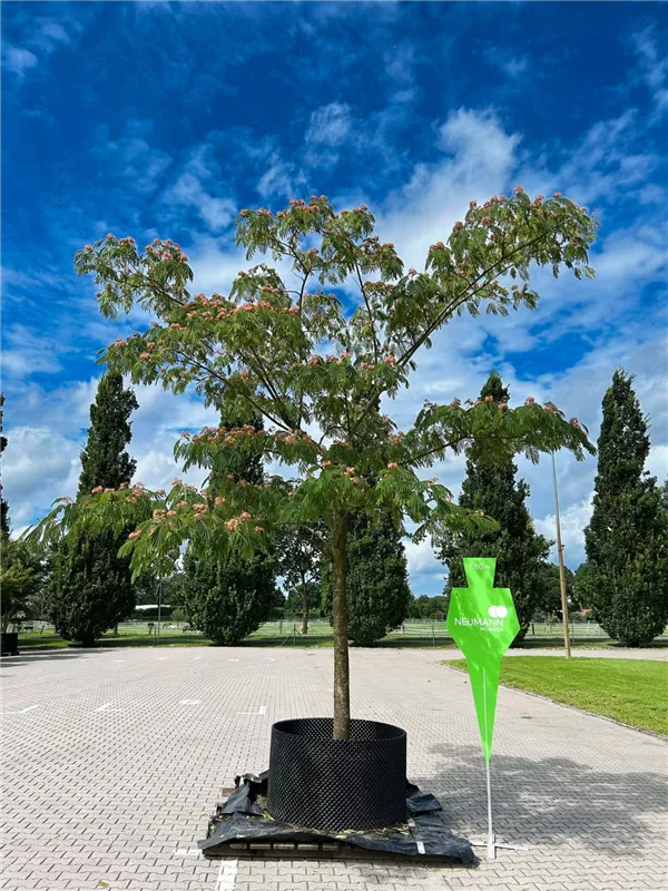 Albizia julibrissin