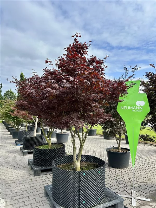 Acer palmatum 'Bloodgood'