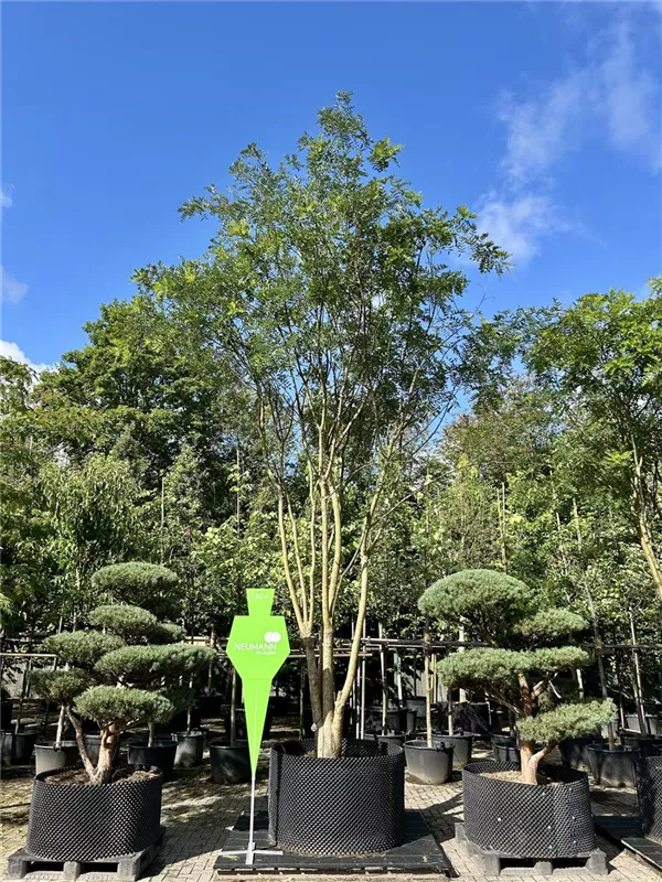 Sophora japonica 'Regent'