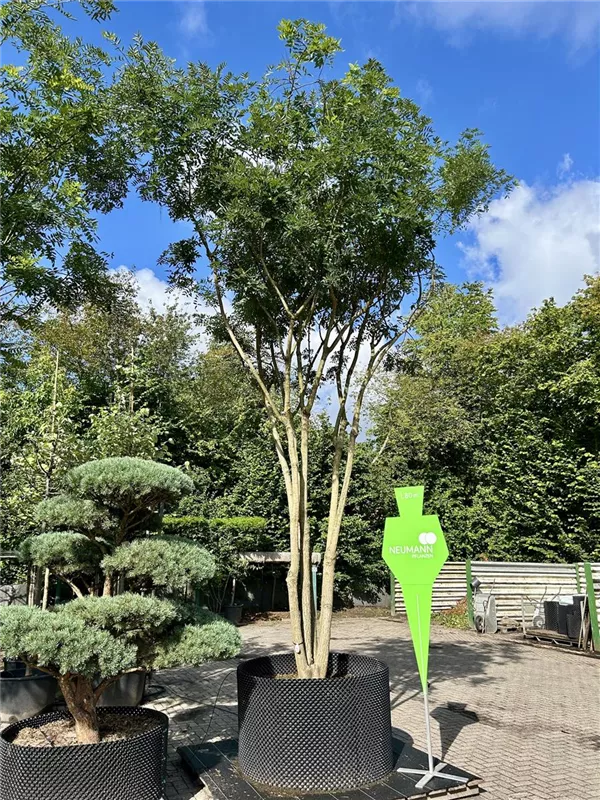 Sophora japonica 'Regent'