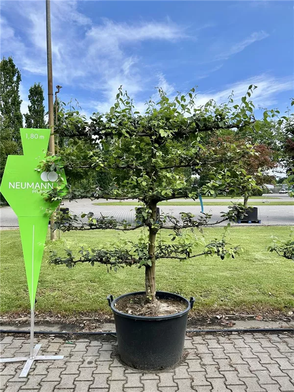 Pyrus communis i.S. CAC