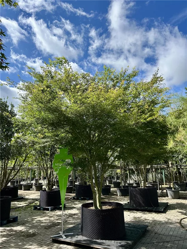 Acer palmatum