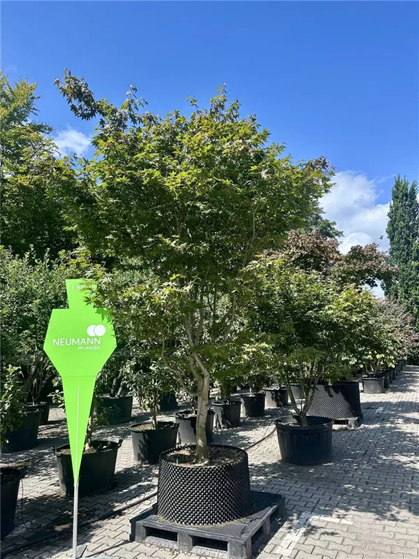Acer palmatum 'Osakazuki'