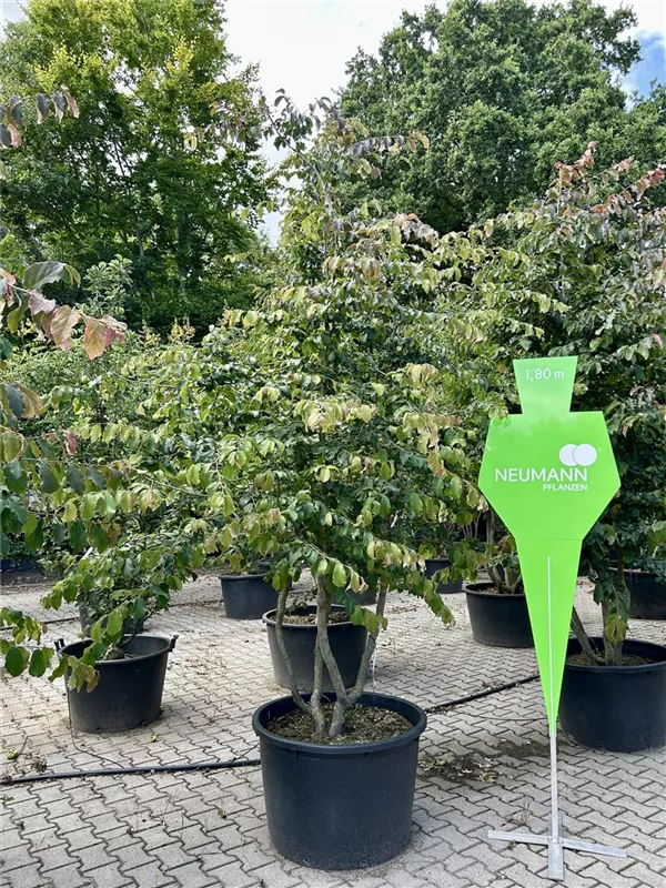 Parrotia persica