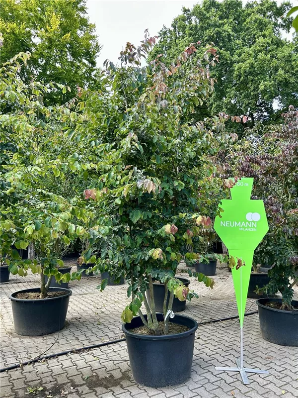 Parrotia persica