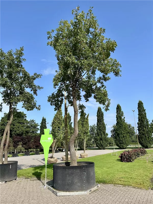 Quercus pubescens