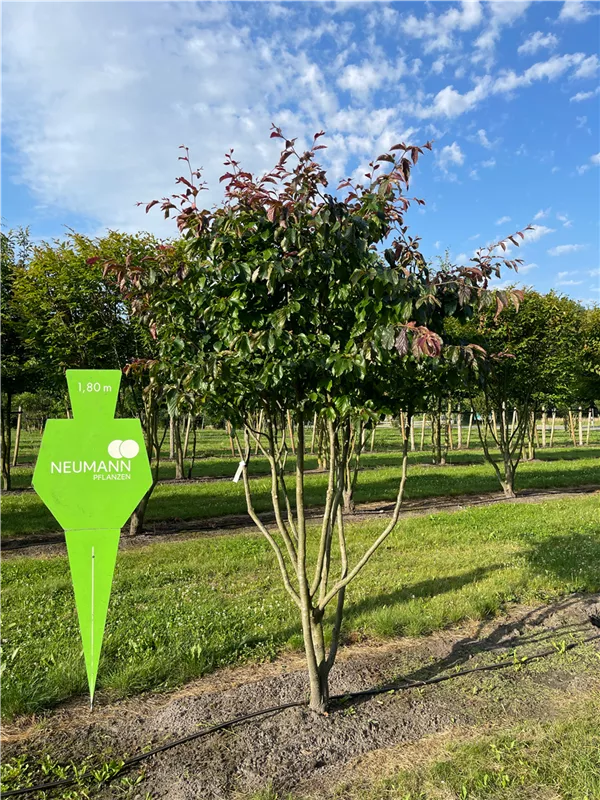 Parrotia persica 'Bella'
