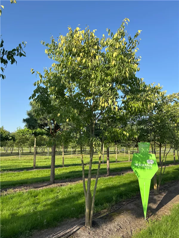 Celtis australis