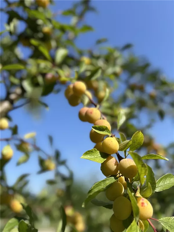 Prunus syr.'Von Nancy' CAC