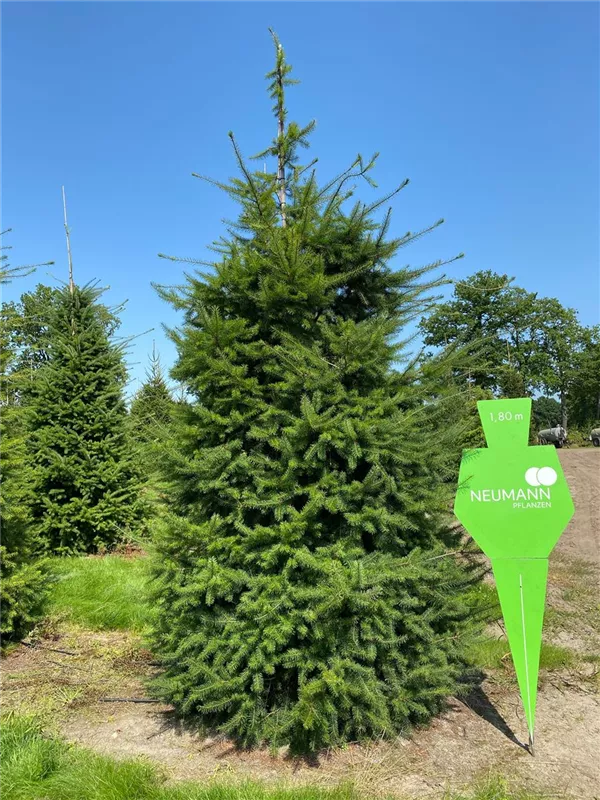 Pseudotsuga menziesii caesia