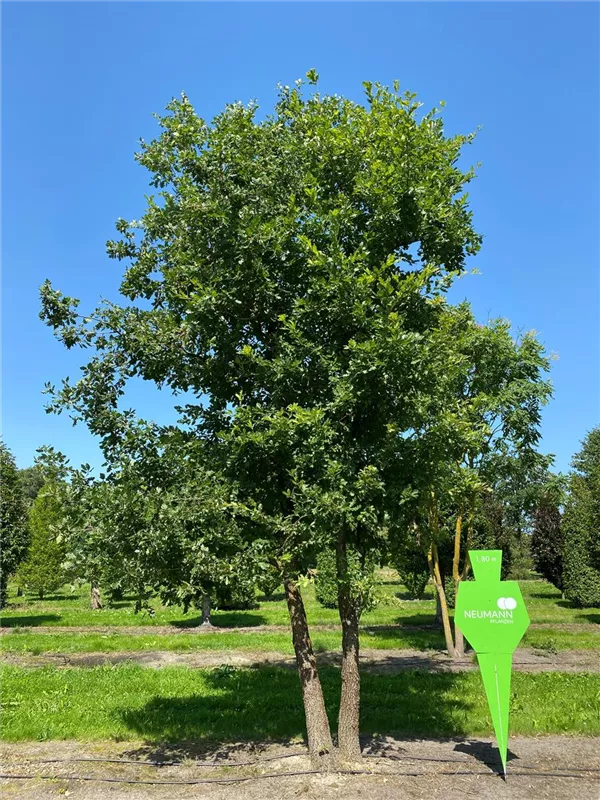 Quercus pubescens
