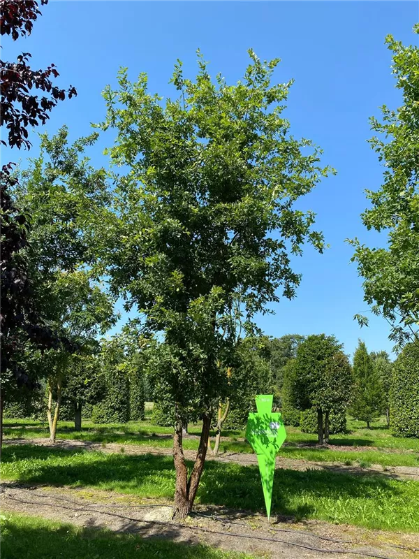 Quercus pubescens