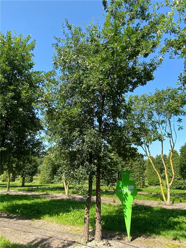 Quercus pubescens