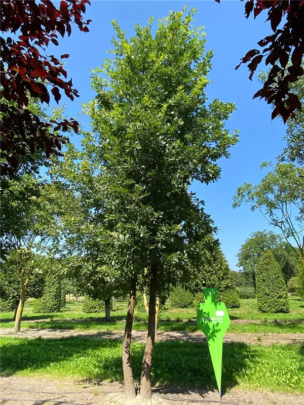 Quercus pubescens