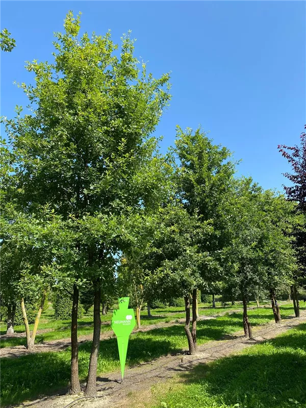 Quercus pubescens