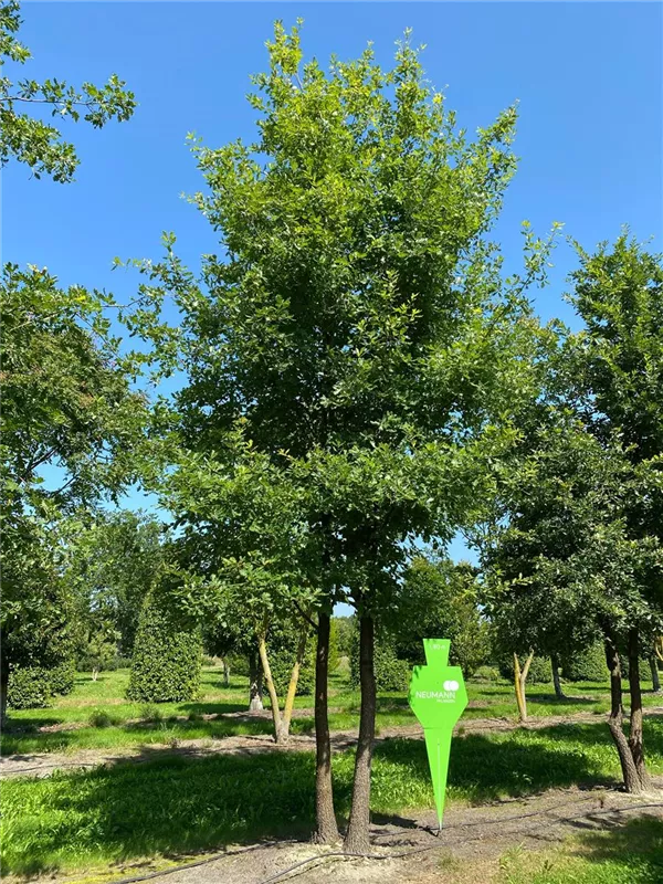 Quercus pubescens