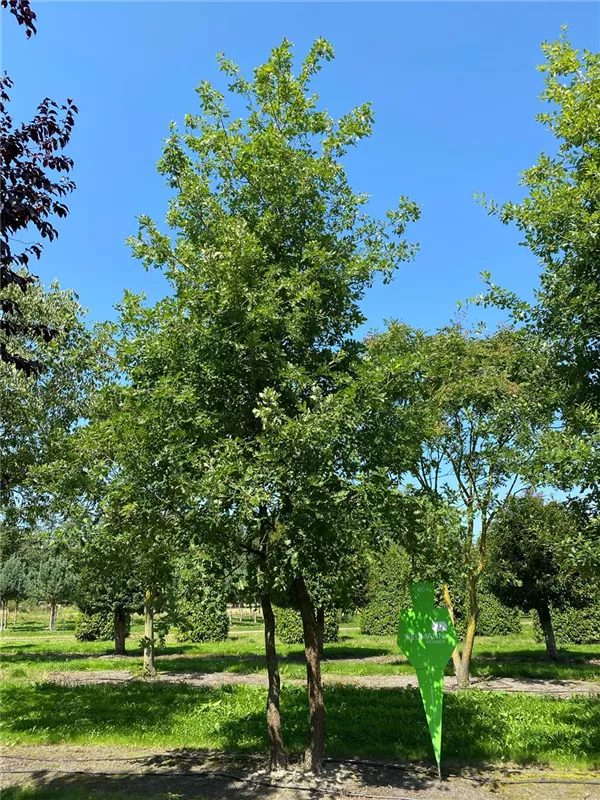 Quercus pubescens