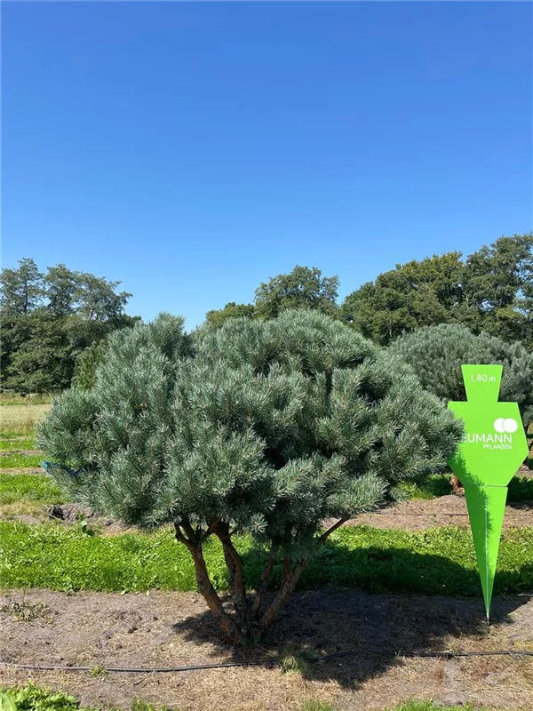 Pinus sylvestris 'Watereri'