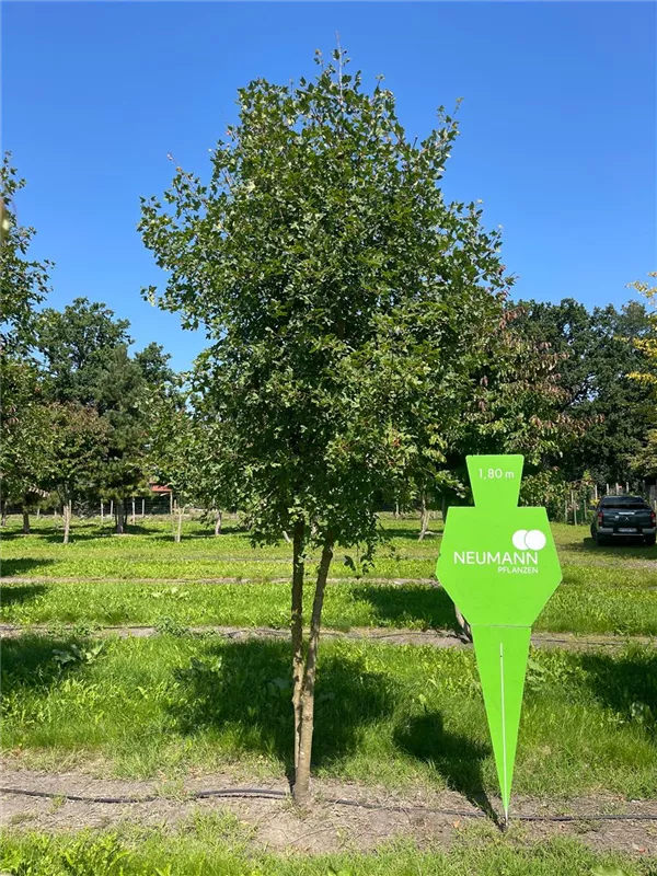 Acer monspessulanum