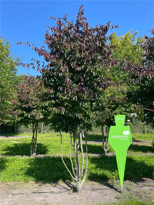 Parrotia persica 'Bella'