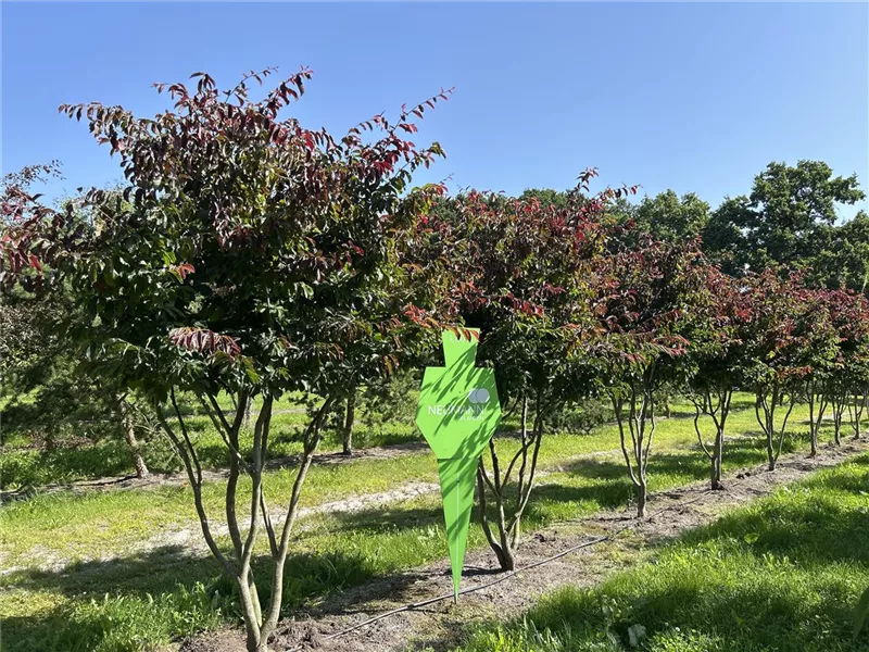 Parrotia persica 'Bella'